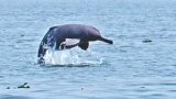 Locals need to step up for dolphin conservation: Rizwana