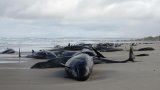 More than 150 false killer whales stranded on a beach in Australia's Tasmania state