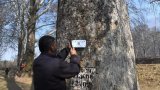 The pride of Kashmir – the Chinar tree - gets a digital identity