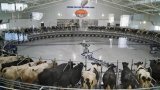 Kazakhstan pioneers cutting-edge milking carousel in Central Asia