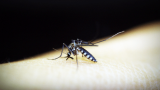 Dengue-related deaths reach 15 in Negros Occidental -- health office