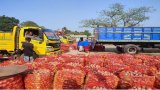 New onions bring no smiles to farmers