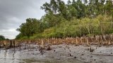 Saving Sundarbans is our solemn duty: Chief justice