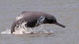 India's first census estimates 6,327 riverine dolphins