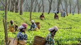 Huge jump in tea imports leaves Northeast small growers worried