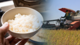 DA renews pitch for ‘half-cup rice’