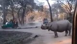 Video: Chilling Moment When 2 Women Fall In Front Of Rhino In Kaziranga