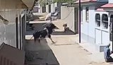 Video: Elderly Man Flung 7-Foot In Air By Bull In Gujarat