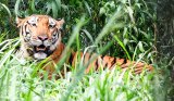 Three tigers, leopard died of avian flu in Nagpur, possibly after eating chicken