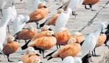 5.2K birds of 117 species in Uttarakhand’s Asan wetland