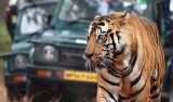 Benami transactions exposed in Madhya Pradesh's Pench Tiger Reserve, IT department attaches properties