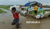 Petani Semangka Panen Lebih Awal Akibat Banjir