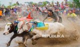 Tradisi Adu Cepat Karapan Sapi Brujul Probolinggo