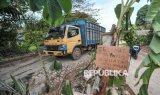 Protes Jalan Rusak, Warga Muaro Jambi Tanam Pohon Pisang di Jalanan