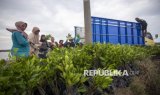 Melihat Proses Panen Bibit Mangrove di Indramayu