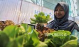 Urban Farming di Jakarta? ini Contoh Praktiknya