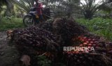 Kementan Ungkap Dampak Penerapan EUDR bagi Pertanian Indonesia