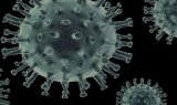 Ilmuwan China Temukan Virus Corona Kelelawar Baru Mirip Covid-19