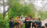 Kemunculan Babi Hutan Gemparkan Warga Bandung Barat, Ini Asal-usulnya