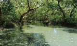 Gujarat leads nation in mangrove afforestation; covers 19,020 hectares under MISHTI scheme