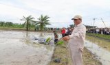 Mentan Pastikan Program Swasembada Lewat Oplah dan Cetak Sawah Berjalan Lancar