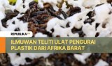 Ilmuwan Teliti Ulat Pengurai Plastik dari Afrika Barat