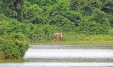 Our last chance to save the elephants