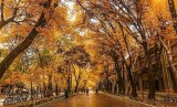 Chahar Bagh: cultural night celebrates Champs-Élysées of Isfahan