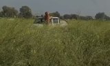 Video: Tiger Jumps On Rajasthan Forest Officials Car Who Came To Rescue It