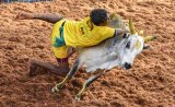 1,100 Bulls In Fray, Car On Prize List: Jallikattu Event Begins In Tamil Nadu