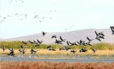 Mahabad wetland experiences boom in migratory bird numbers