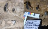 Over 30 Million Years Old Pre-Historic Fossil Stolen From Meghalaya Village