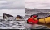 Humpback Whale Gulps Kayaker In Chile, Father Was Recording Video