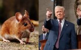 Transgender vs Transgenic Mice: Row Over Trump's Animal Experiments Claim