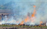 Mere Eyewash: Supreme Court Raps Punjab, Haryana Over Stubble Burning